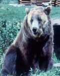 Bozo the Bear