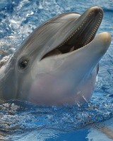 Winter The Dolphin