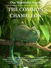 Our Wonderful Nature - The Common Chameleon