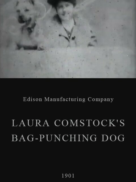 Laura Comstock's Bag-Punching Dog