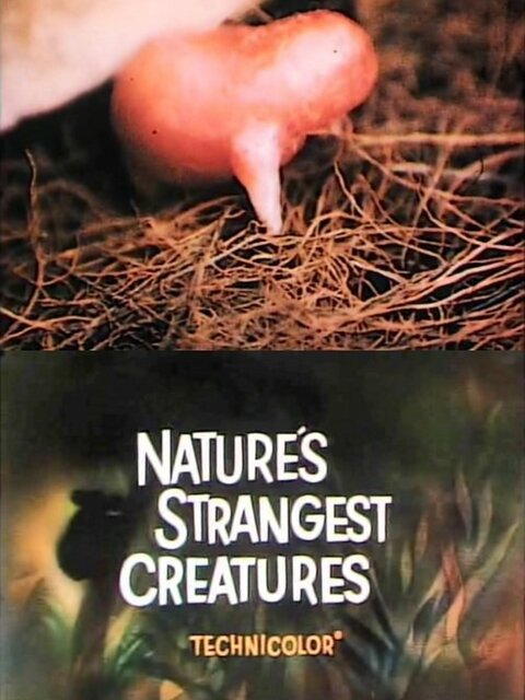 Nature's Strangest Creatures