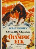 The Olympic Elk