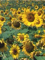 Les tournesols