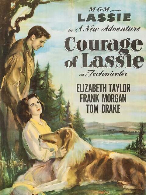 Le courage de Lassie