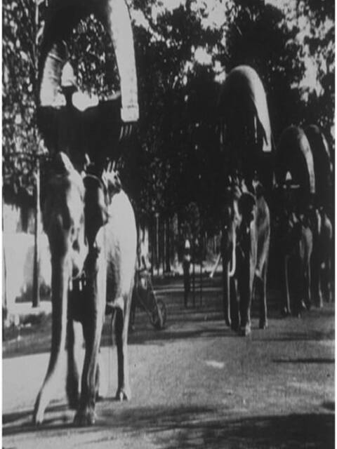 Promenades des éléphants à Phnom Penh